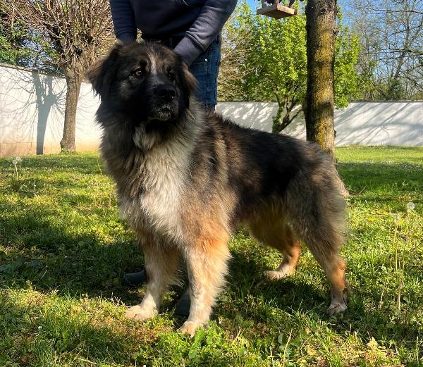 PRUGNA CAGNOLONA STUPENDA Foto 2